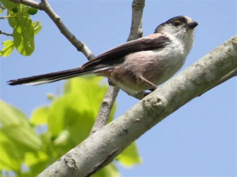 鳥種類|身近な鳥30種類の名前を調べる【写真で見る】